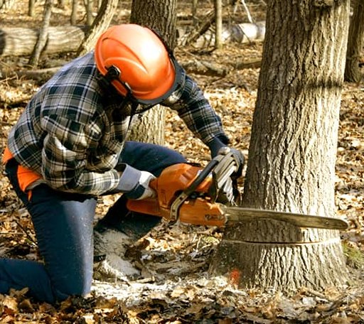 Tree Removal in Hudson, ME